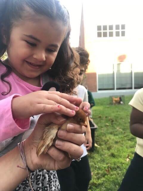 Petting Bird